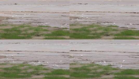 杭州市钱塘江潮水生态湿地白鹭高清在线视频素材下载