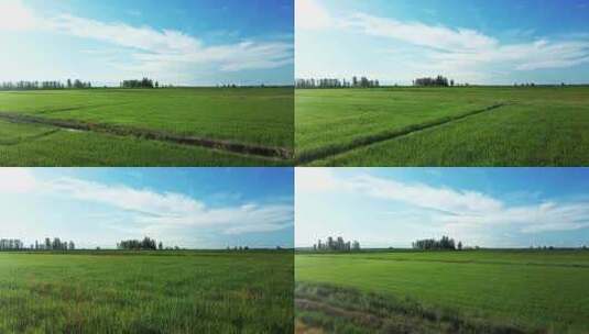 大地平原农业生态稻田高清在线视频素材下载
