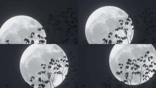 透过树枝树叶看月亮高清在线视频素材下载