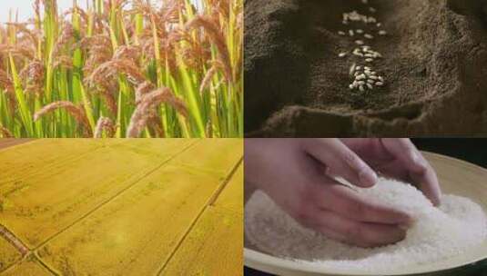 水稻播种大米农业丰收 稻田黑土地秋收高清在线视频素材下载