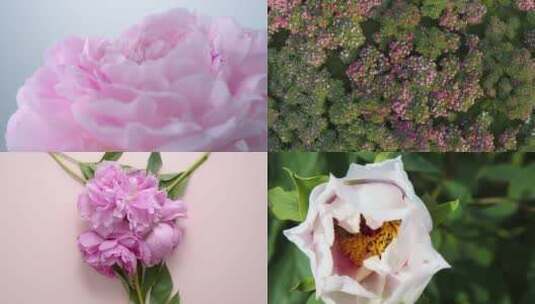 【合集】牡丹盛开花卉植物绽放高清在线视频素材下载