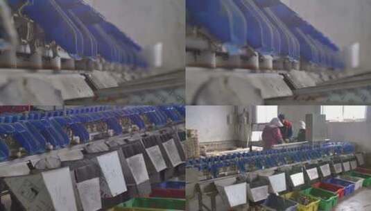 海蛎子机器分捡实拍高清实拍 牡蛎清洗高清在线视频素材下载