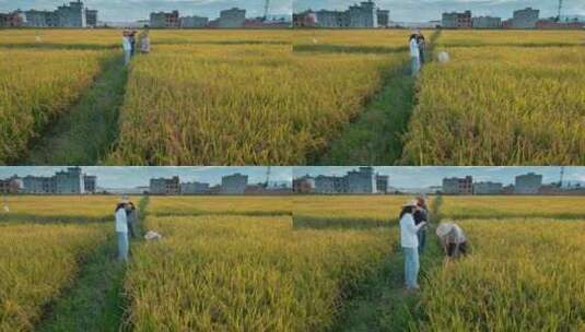 乡村振兴粮食安全大学生学习收割稻谷高清在线视频素材下载