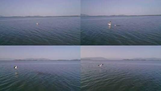 阿尔巴尼亚Vlore盐湖上的鹈鹕高清在线视频素材下载