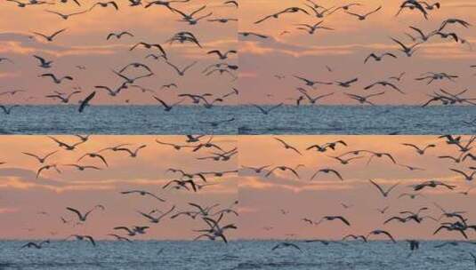 日落时分的一群海鸟，地中海，法国高清在线视频素材下载