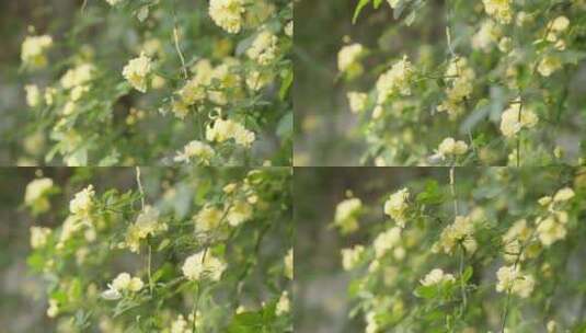 苏州/木香花/攀援小黄花/ 景观花高清在线视频素材下载