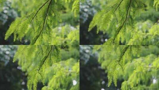 清新唯美水杉树叶实拍高清在线视频素材下载