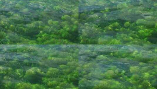 水草绿水透明水质溪流高清在线视频素材下载
