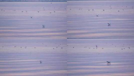 日落时粉红色湖面上的海鸥高清在线视频素材下载