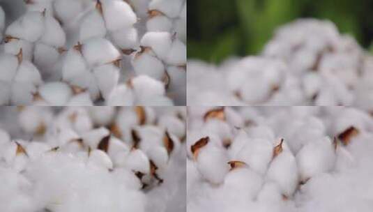 棉花纯棉制品棉花展示一朵棉花 白棉花高清在线视频素材下载