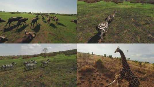 非洲大草原各种动物奔跑合集高清在线视频素材下载