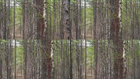 雪松 松树 松针松枝松林高清在线视频素材下载