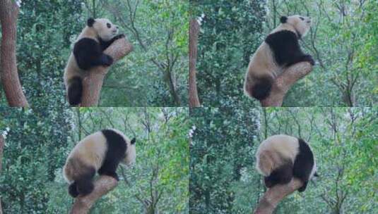 爬树的大熊猫高清在线视频素材下载