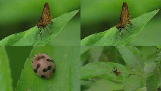 昆虫 蝴蝶高清在线视频素材下载