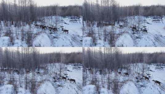 敖鲁古雅使鹿部落 猎民点日常生活高清在线视频素材下载