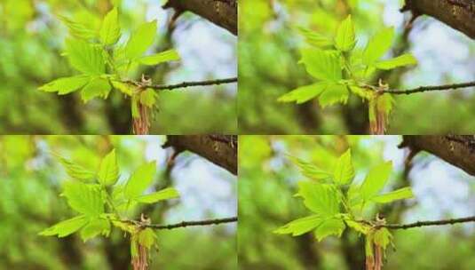 春天树干上新长出的嫩叶高清在线视频素材下载
