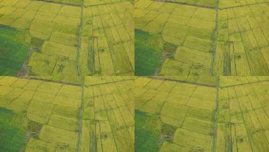 秋天的黄金大米稻田航拍高清在线视频素材下载