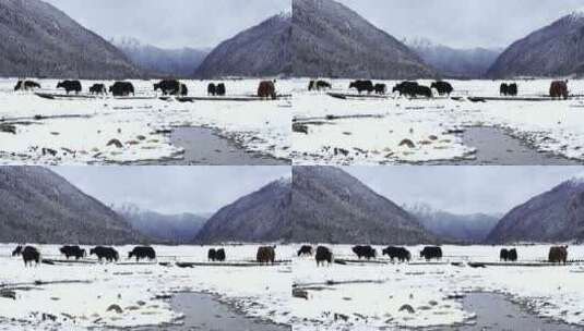 西藏林芝市巴松措，在雪地森林行走的牦牛高清在线视频素材下载