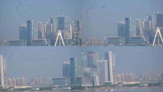 8K深圳欢乐港湾鸬鹚2高清在线视频素材下载
