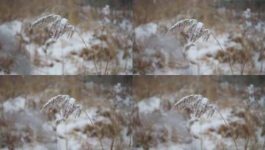 冬季雪花飘落到植物上的雪景高清在线视频素材下载