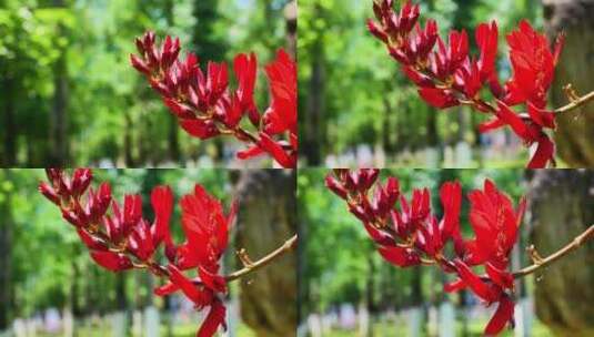 龙牙花牙花花朵花象牙红龙芽花高清在线视频素材下载