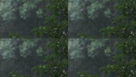 春天雨季雨滴树林树叶高清在线视频素材下载