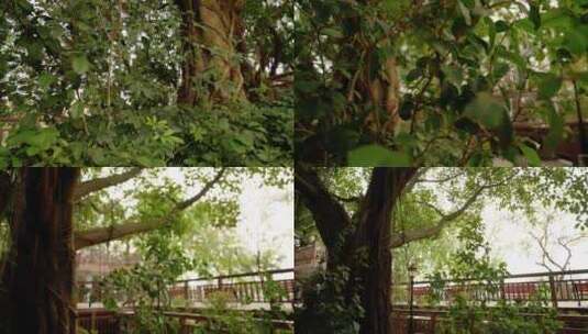公园升格围绕拍摄树木高清在线视频素材下载