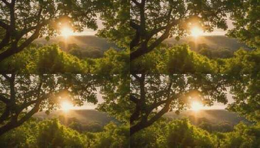 森林日出阳光穿过树叶树枝树林高清在线视频素材下载