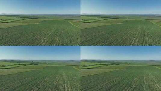 呼伦贝尔农垦中草药种植基地芍药高清在线视频素材下载