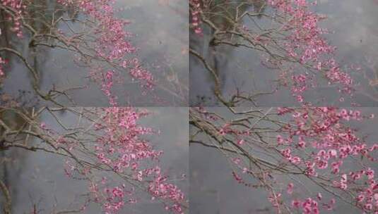 杭州西湖古风建筑梅花红梅盛开高清在线视频素材下载