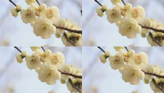 阳光轻轻摇摆梅花 立春花开微风 微距特写高清在线视频素材下载