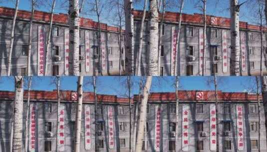 白杨树林映照在历史大楼前高清在线视频素材下载