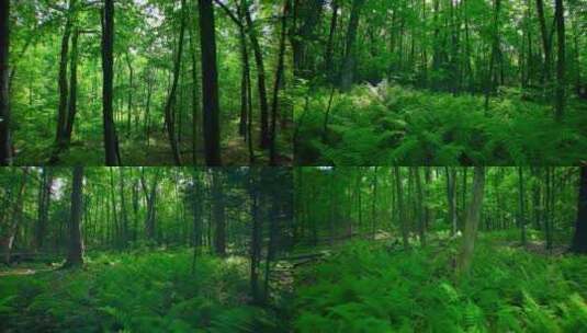 无人机穿越茂密的树林春天翠绿的森林丛林高清在线视频素材下载