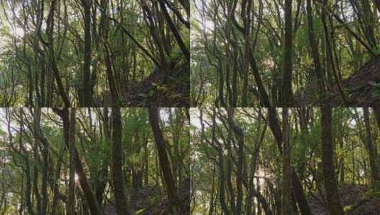 原始森林树木高清在线视频素材下载