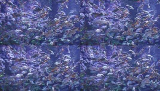 海洋馆水族馆热带泰国淡水鱼泰国鲫红鳍鲫高清在线视频素材下载