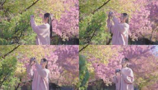 樱花树下拍照的少女高清在线视频素材下载