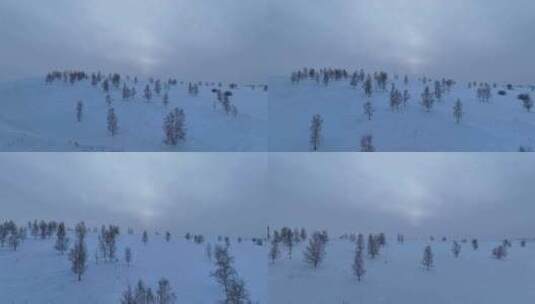 呼伦贝尔疏林雪原风光高清在线视频素材下载