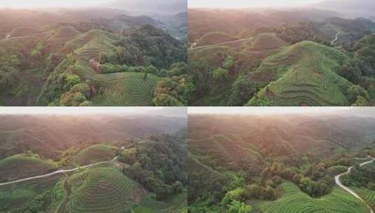 四川雅安市名山区大地指纹茶园茶山白昼航拍高清在线视频素材下载