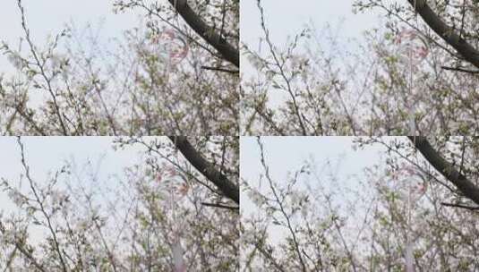 春天成片的樱花林樱花开放苏州樱野景区风光高清在线视频素材下载