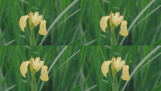 风吹草动黄色花朵高清在线视频素材下载