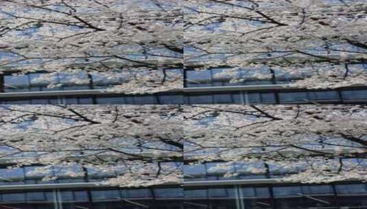 春天现代建筑旁的樱花竖版高清在线视频素材下载