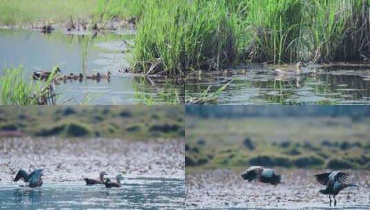 湿地野鸭鸳鸯小鸭高清在线视频素材下载