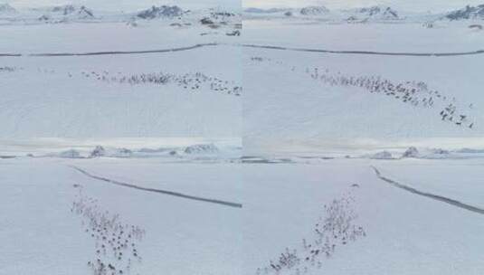 移动企鹅群。南极洲航拍高清在线视频素材下载