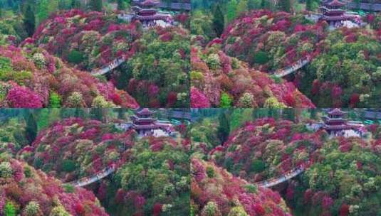 贵州毕节百里杜鹃景区航拍高清在线视频素材下载