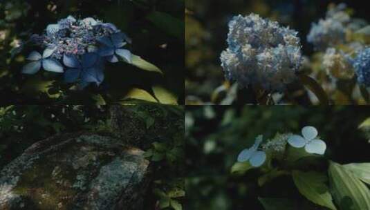 春日森林花草植光影物合集高清在线视频素材下载