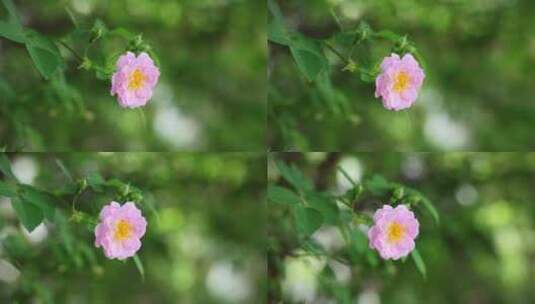 好看的蔷薇花高清在线视频素材下载