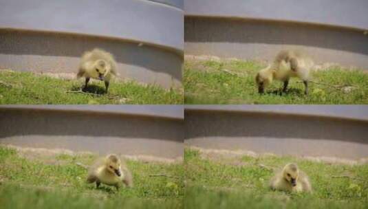 草地上的小鸭子高清在线视频素材下载