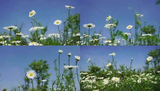 （合集）夏日阳光下雏菊的治愈唯美风景高清在线视频素材下载