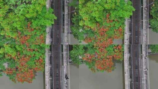 中国广东省广州市荔湾区花地河凤凰花高清在线视频素材下载