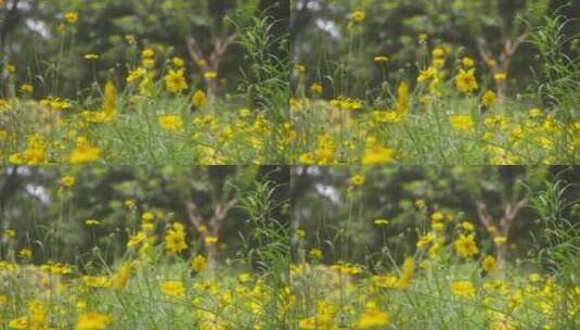 户外野花 山野 野菊花 花海高清在线视频素材下载